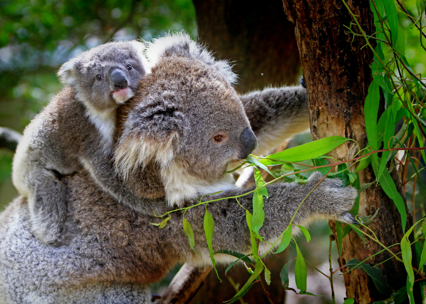 Eucalyptus Tree Koala Bear