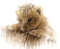 Lion_Cub