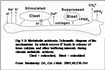 schematic diagram of the mechanisms by which excess H+ leads to release of bone calcium