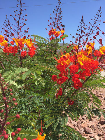 Henderson Nevada, flores, fauna, ShoptheKei.com