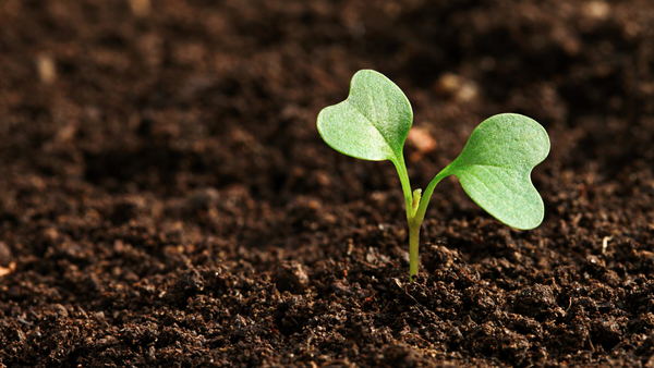 El mundo es más precioso cuando nuestros bebés nacen en él. Comience con una semilla y haga crecer relaciones positivas, vida vegetal, colaboraciones, conocimiento, posibilidades infinitas. ¡Estamos salvando el planeta con la moda! Siempre quise ayudar a reparar a la madre tierra de una manera única. ¡Descubre cómo lo hacemos y cómo puedes ayudar! Visita ShoptheKei.com