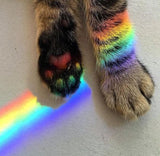 Rainbow kitty paws