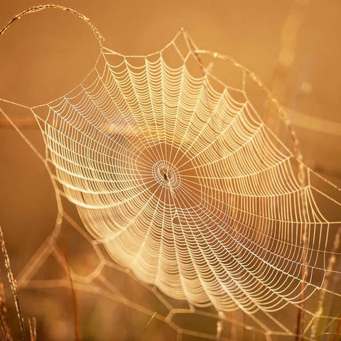 Spider silk is the strongest natural fibre