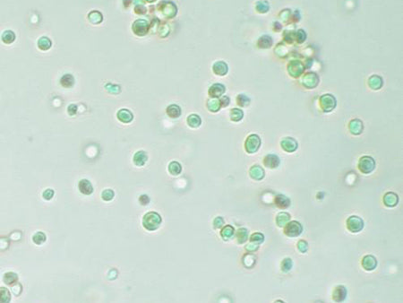 algae in eumora facial bar