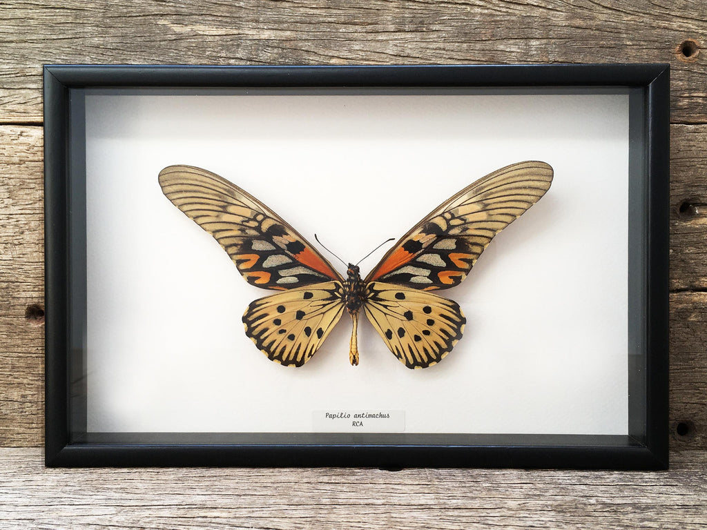 Papilio zalmoxis – the Otherist
