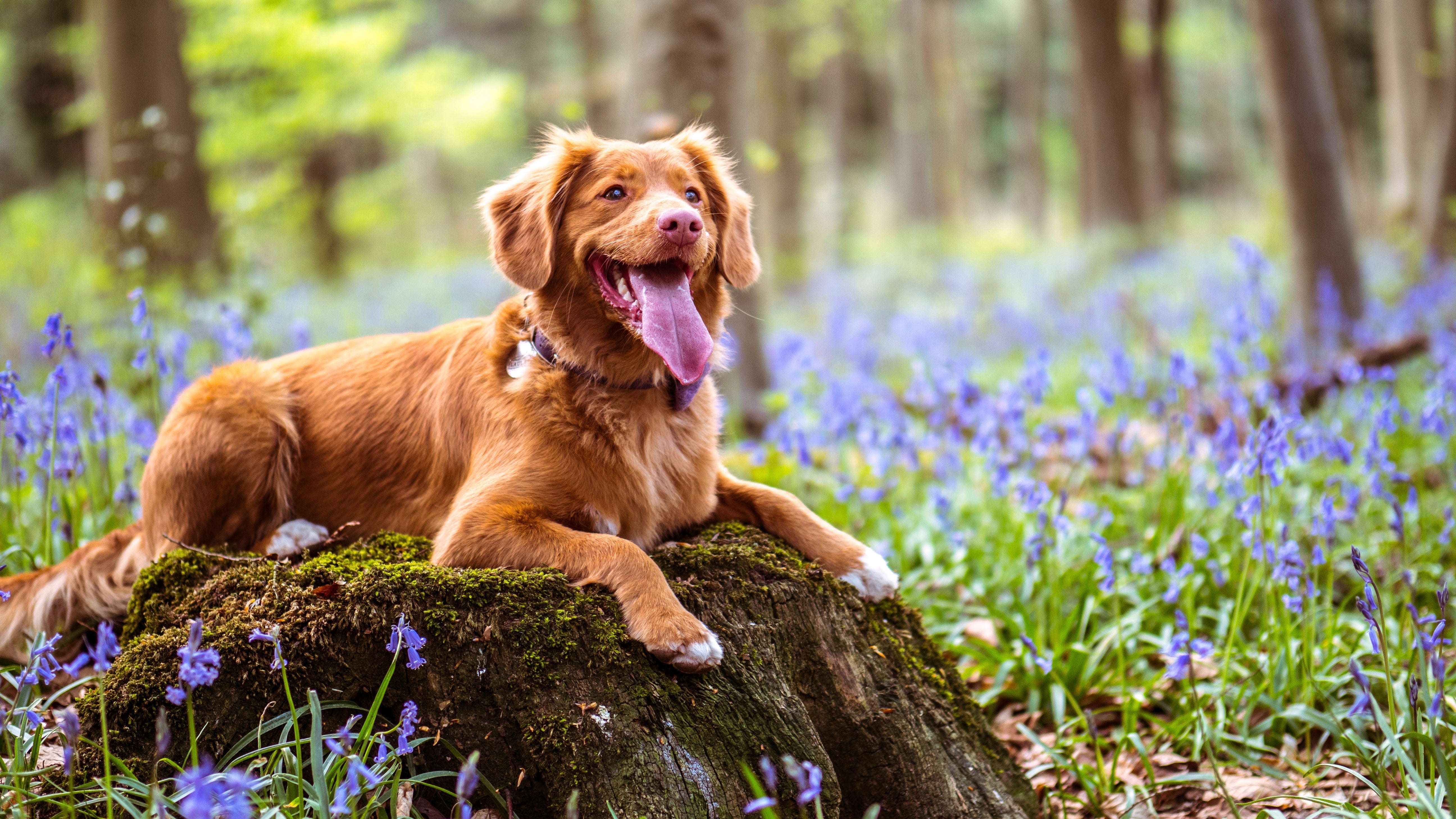 can i shave the nova scotia duck tolling retriever