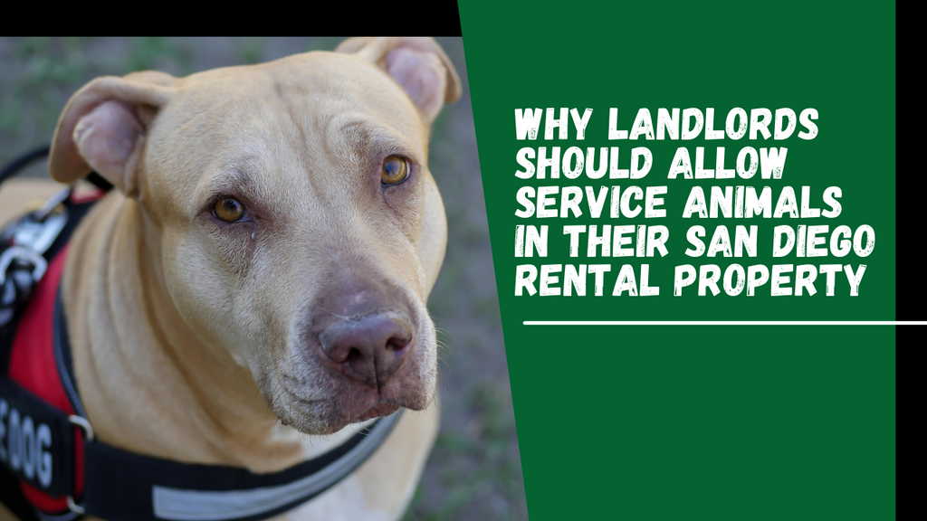 Why Landlords Should Allow Service Animals in Their San Diego Rental Property - Banner