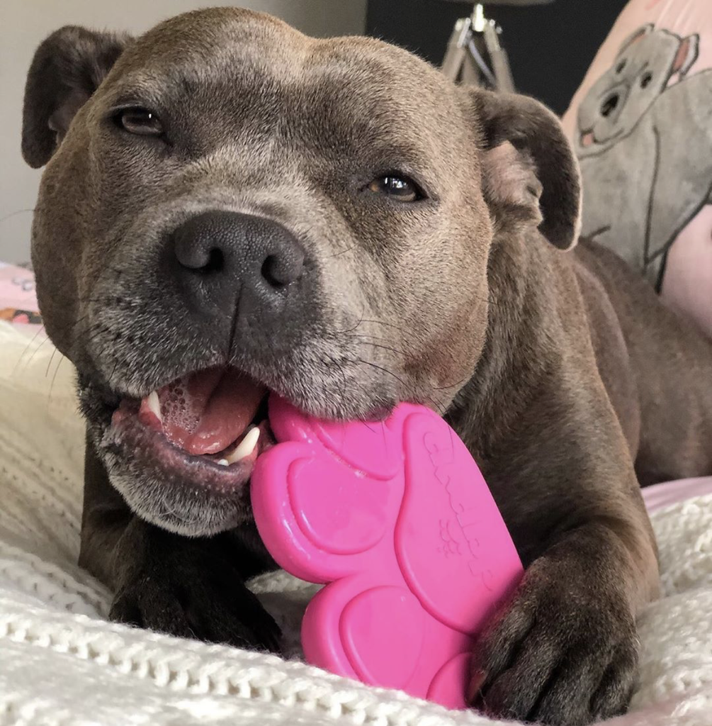 best chew toys for pit puppy