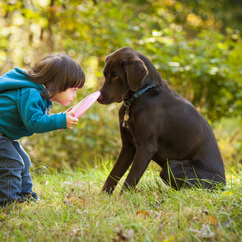 little boy playing frisbee with his chocolate lab dog