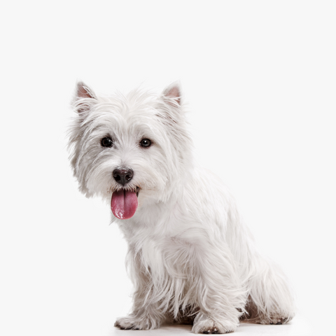 small white long-haired dog posing on a white background