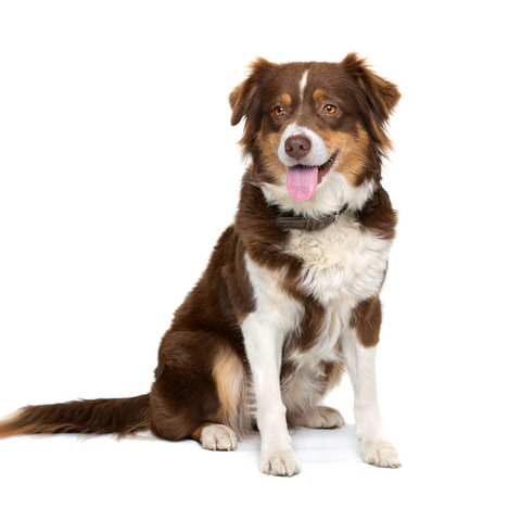 Brown and White dog sitting on white background