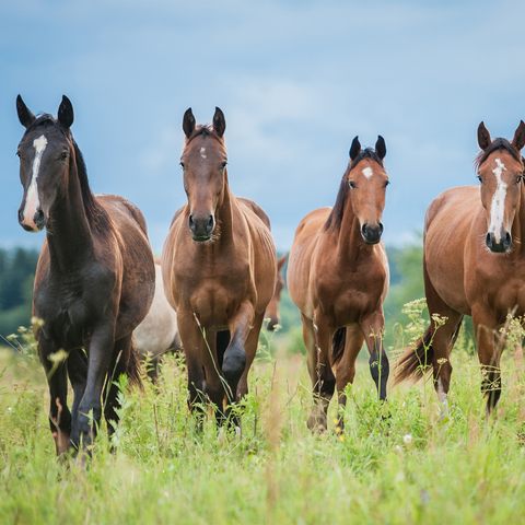 4 horses galloping in a grassy field