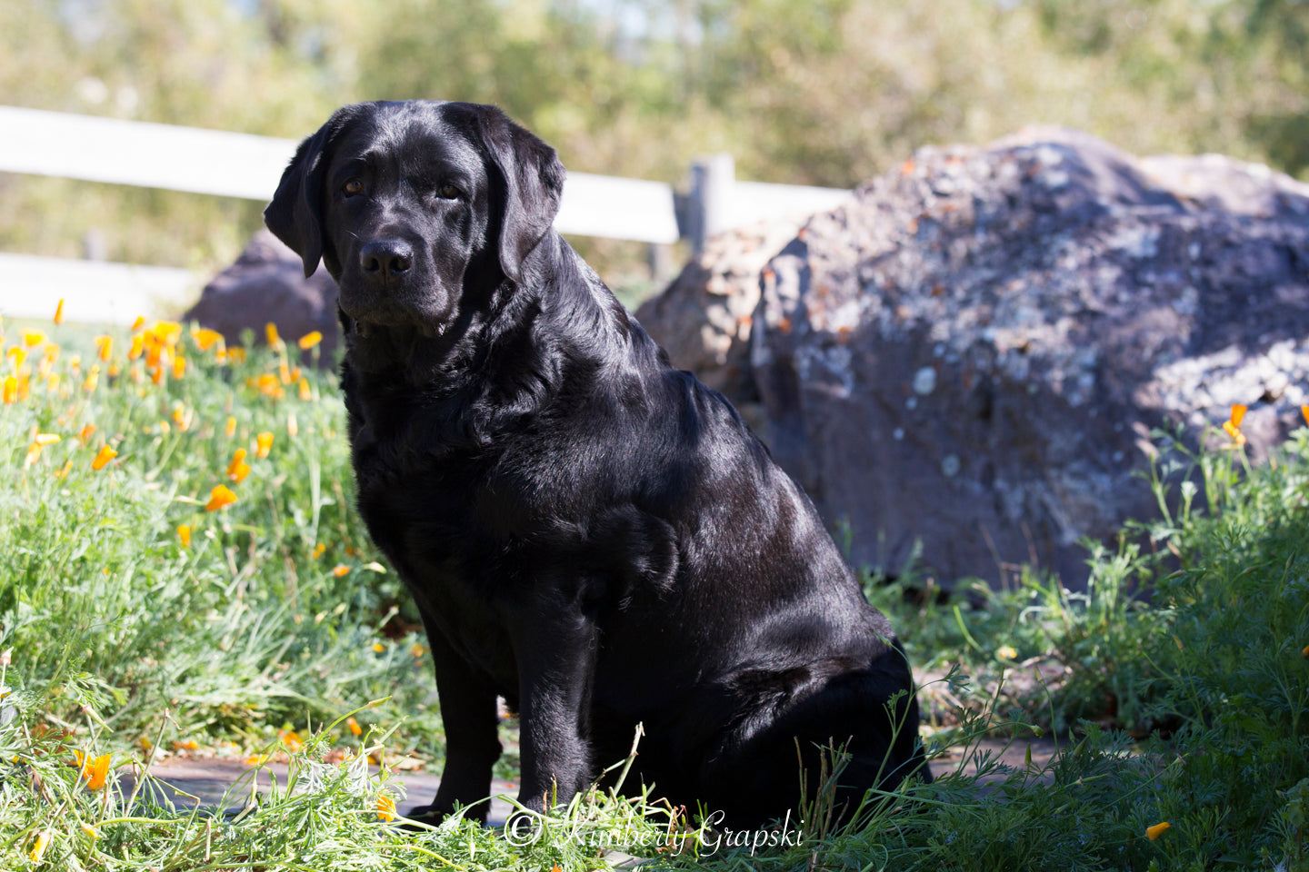 Black lab dog sitting in grass