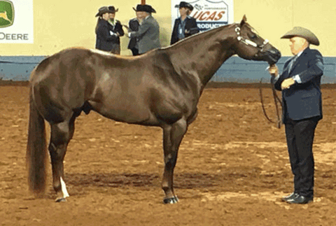 Dewey Smith standing next to his brown horse in competition