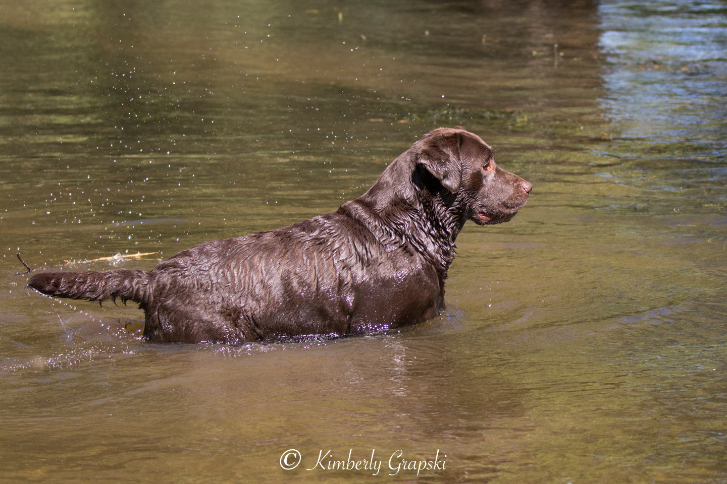 Chocolate lab tracking in the water