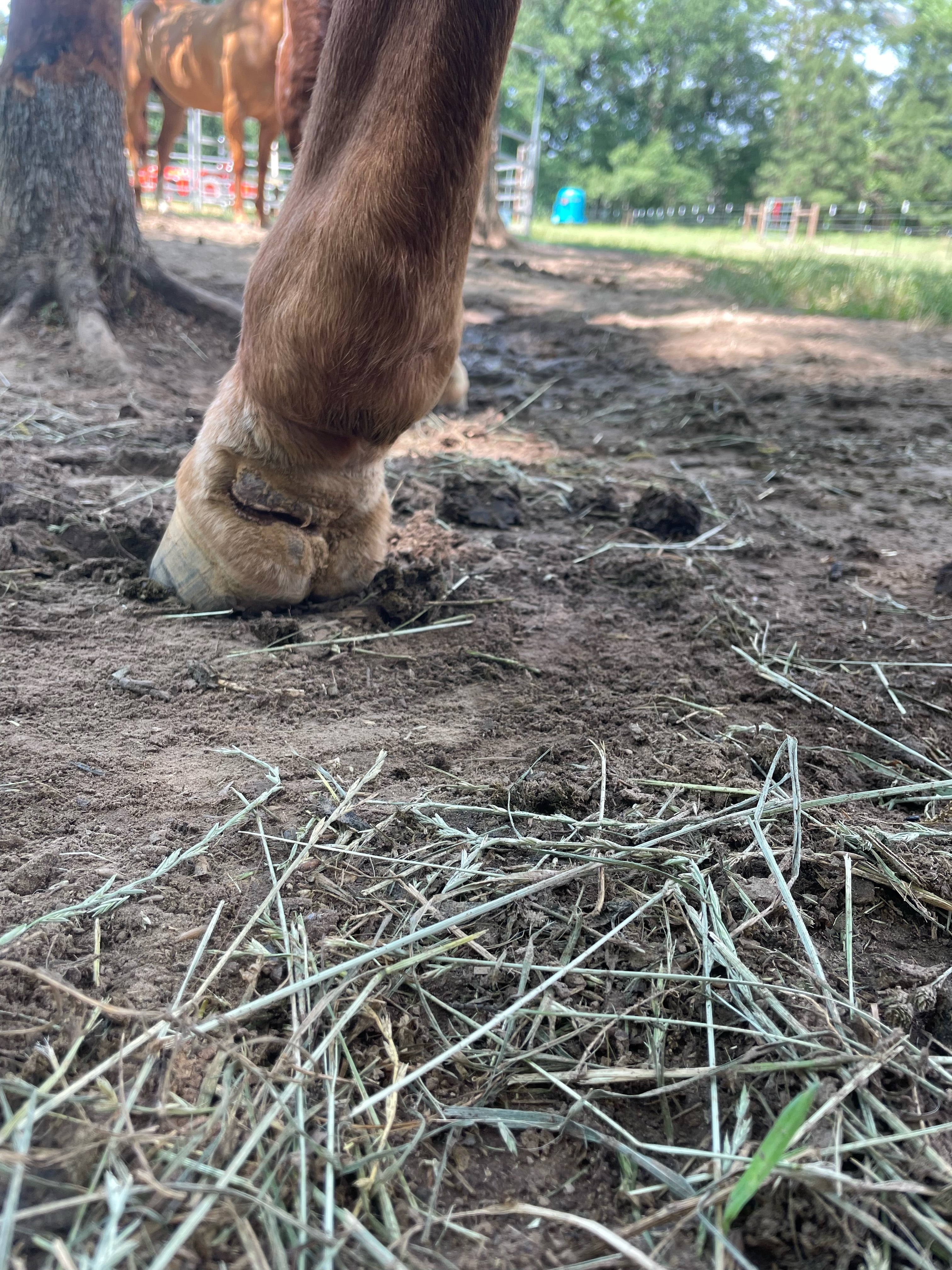Horse: Injured back leg all healed up