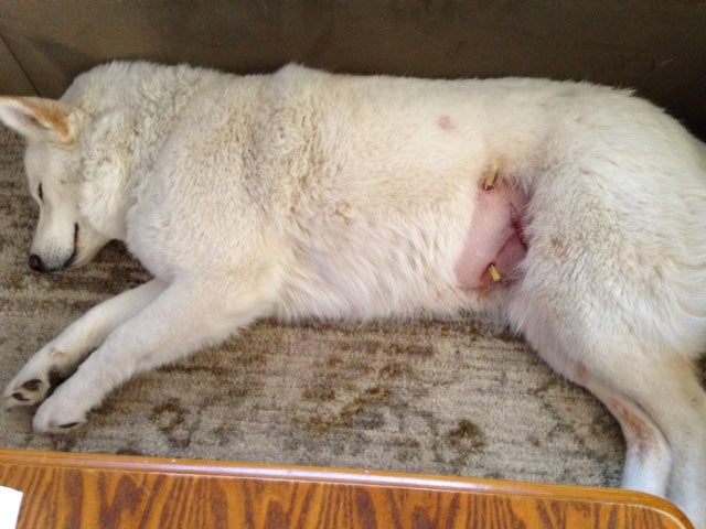 Javalina dog injury: before