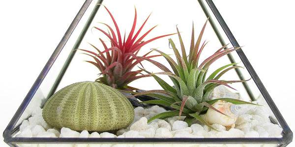 Air Plant Care Tips