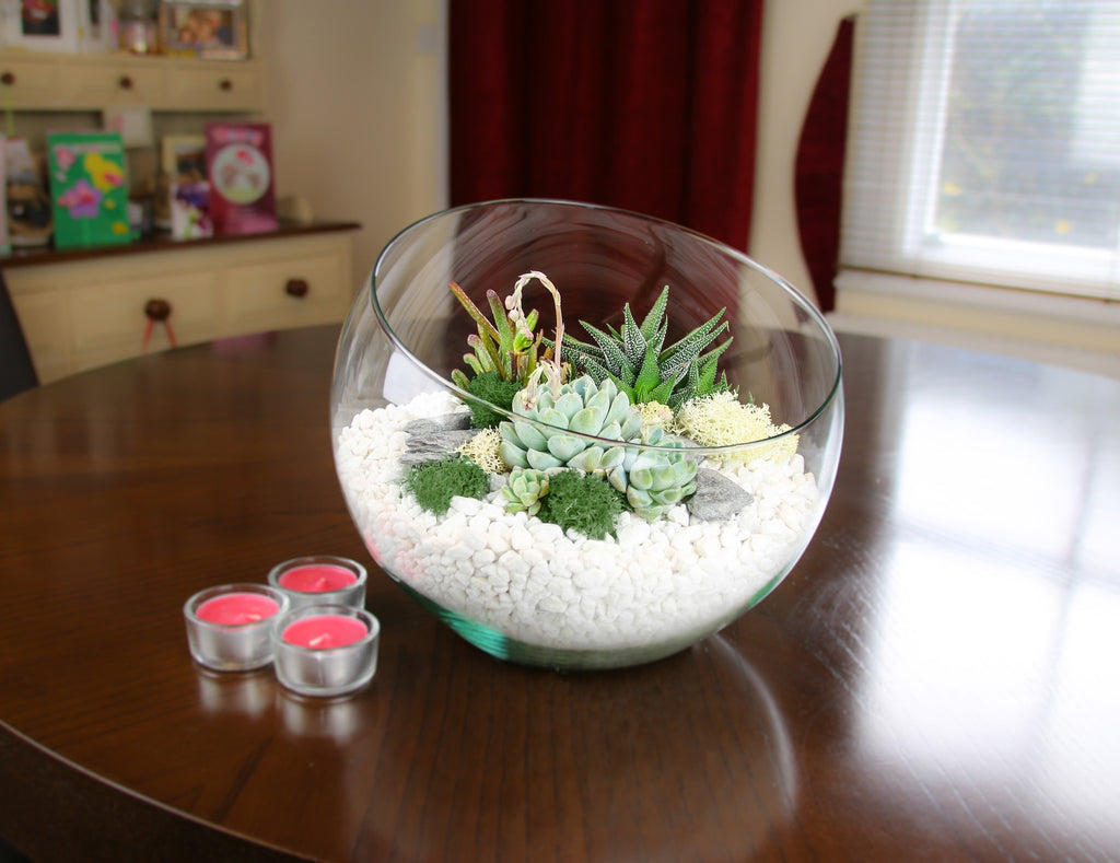 Large Angled Glass Bowl Terrarium Kit with Succulent Plants | Home