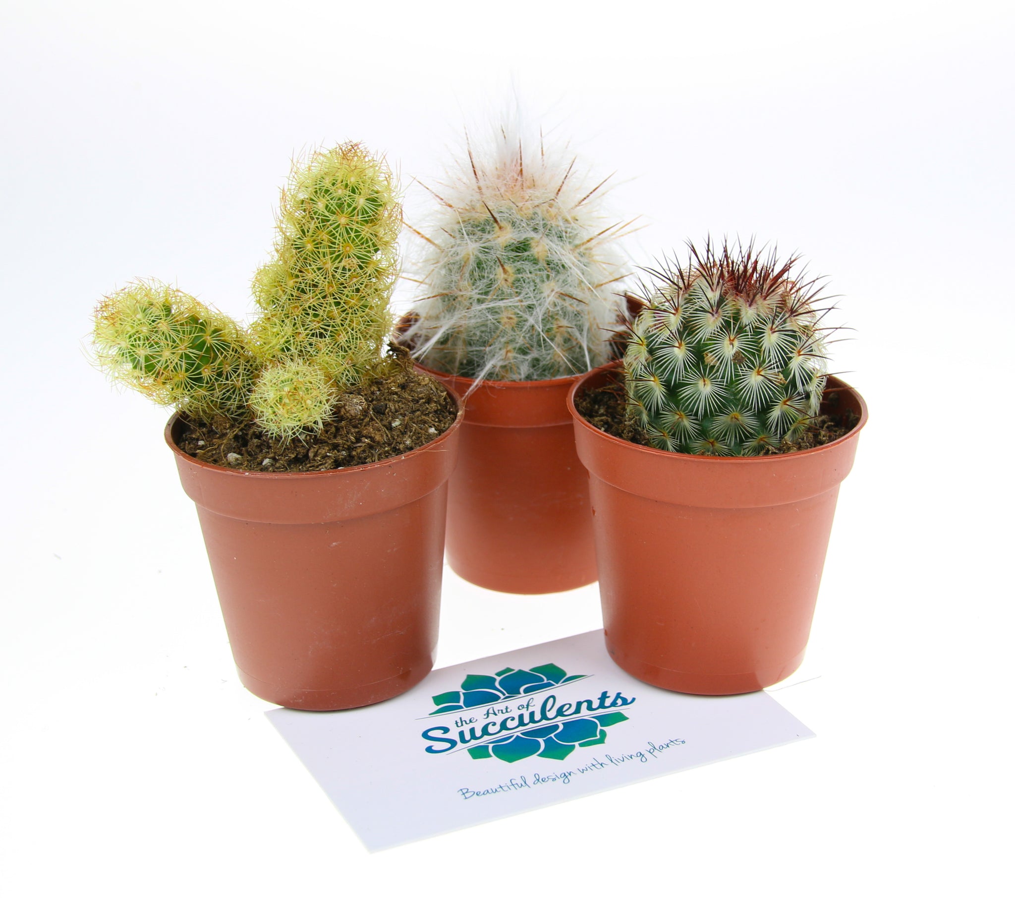 3 x Small Cactus Plant Selection - The Art of Succulents
