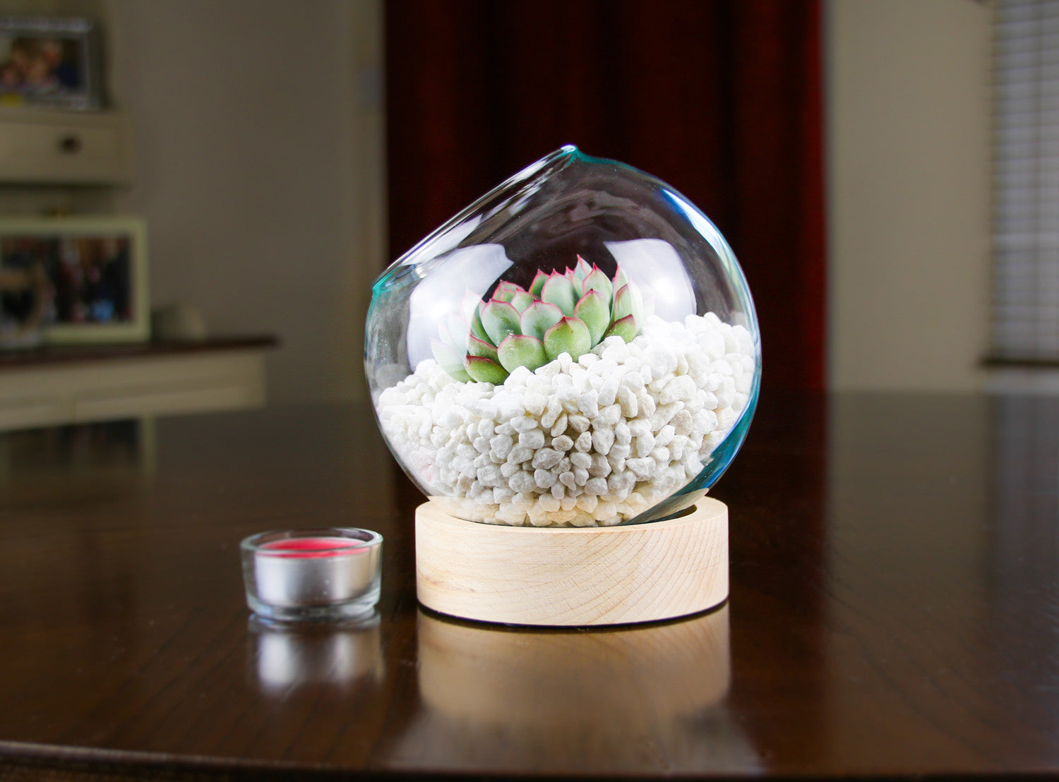 Glass Globe Terrarium Kit on Wooden base With Living 