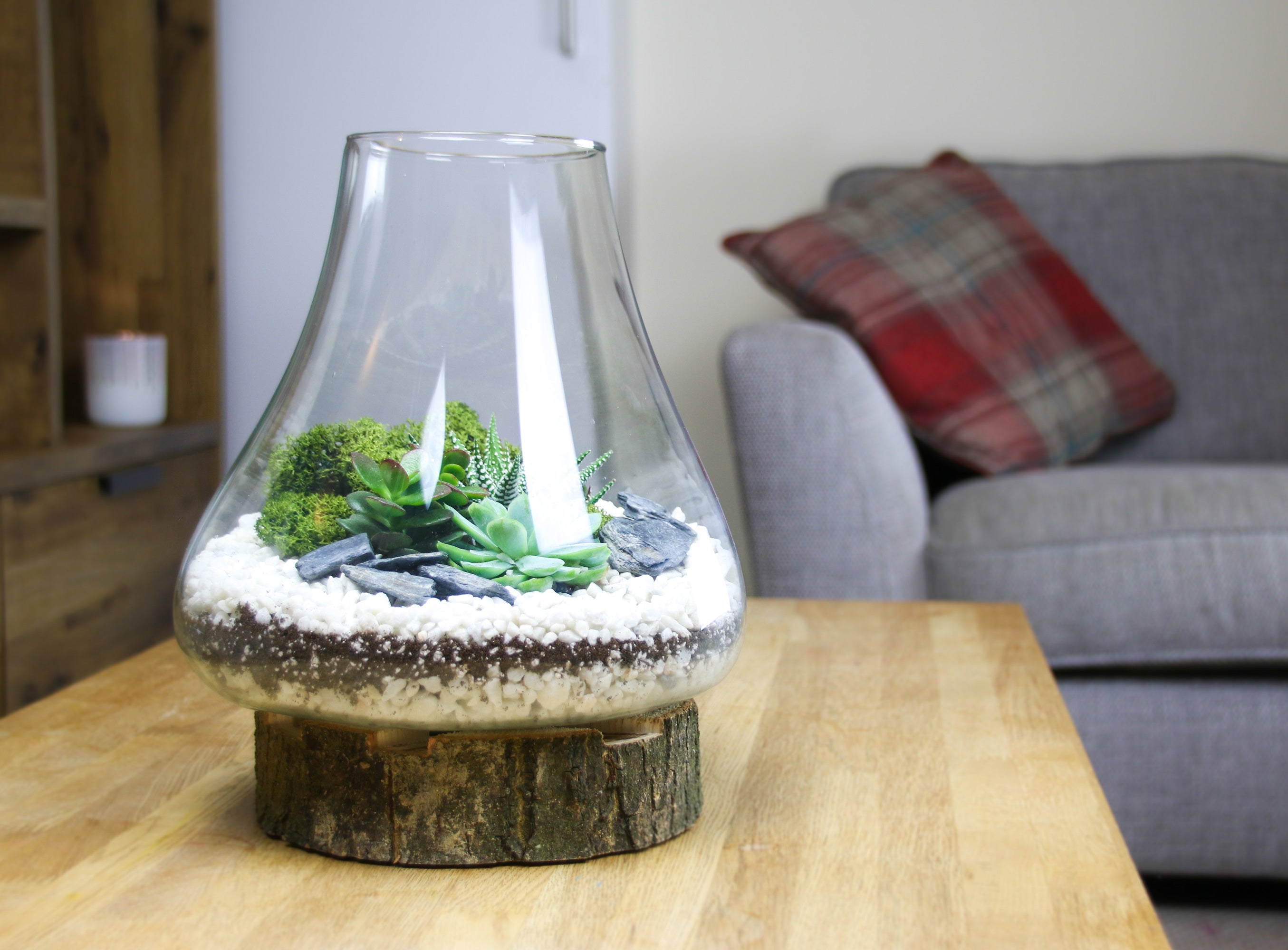 Curved Glass Terrarium on Real Wood Base 2 Sizes Available The Art