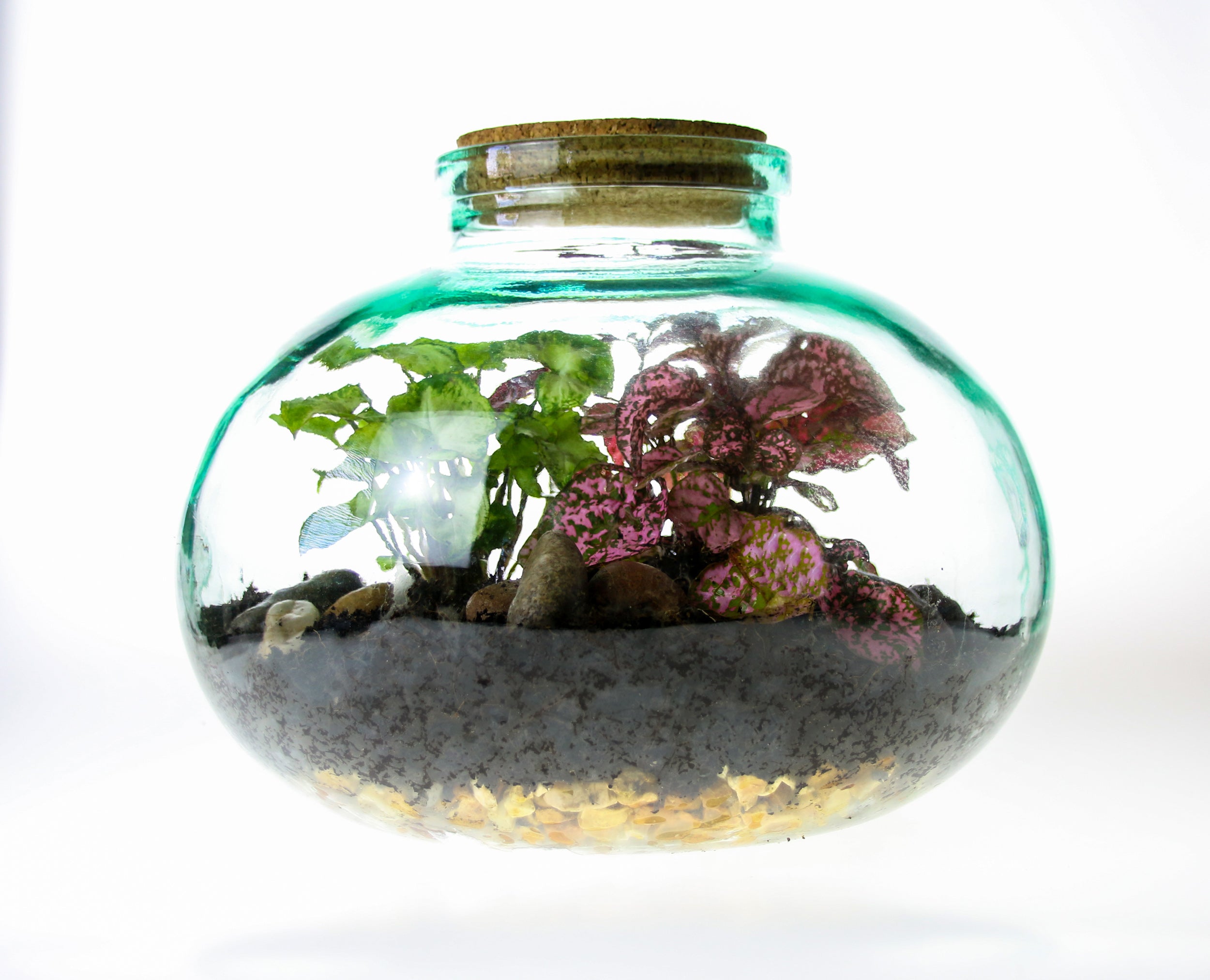 Small Wide Neck Closed Glass Bottle Terrarium 5 litre for indoor plants