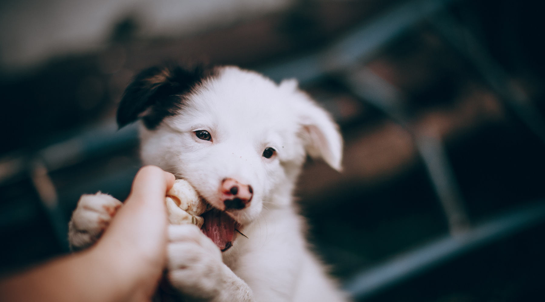 white puppy chewing on persons hand