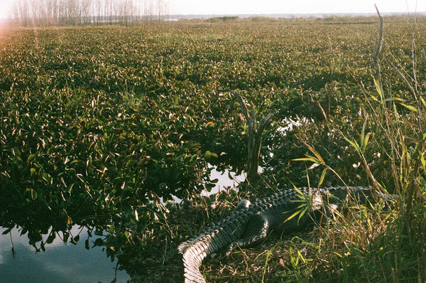 Alligator in a Florida Swamp