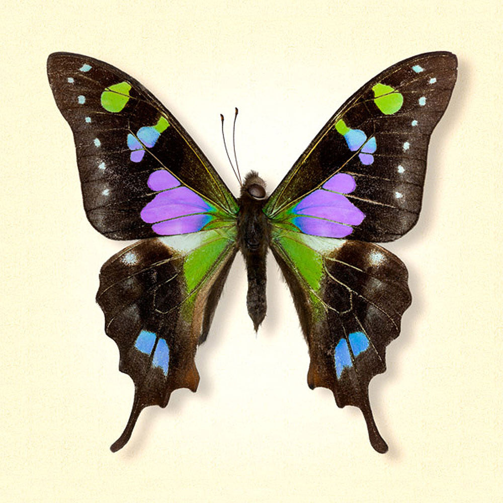 red spotted purple swallowtail butterfly sketch