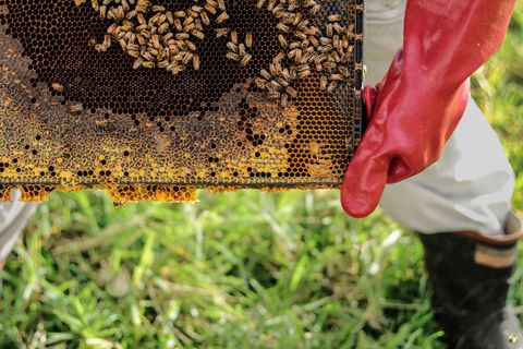 Beehive and person