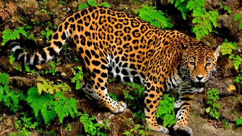 Jaguar