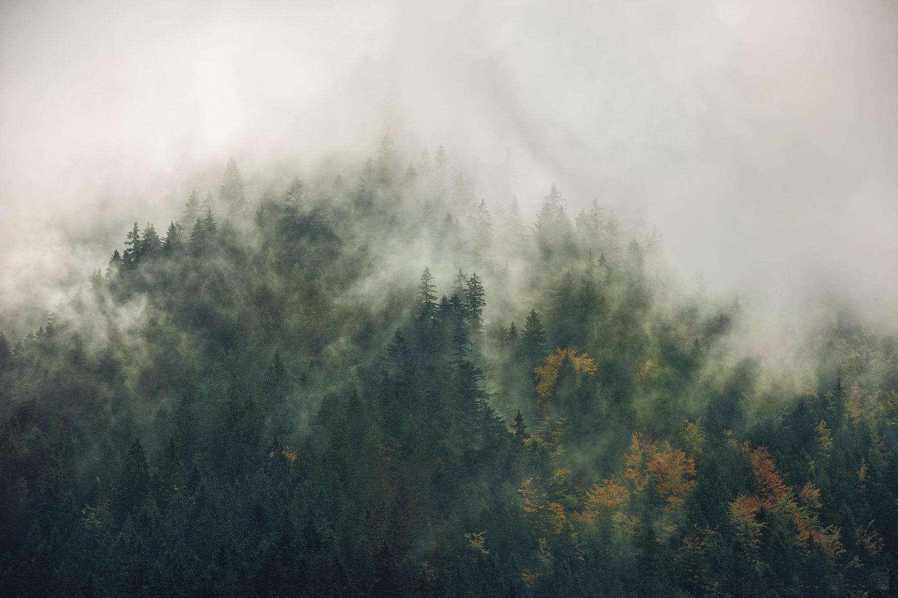 Natural Guardian Mural Wallpaper: Foggy Forest Wallpaper | Forest Homes