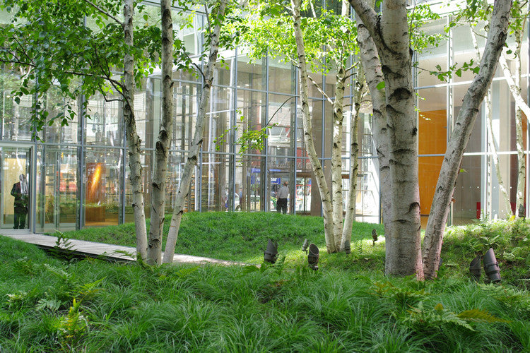  New York Times Building - Visual connection with nature