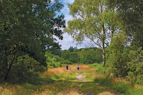 Chobham Common, piste cyclable du sud-ouest de Londres