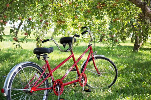 Red tandem bike under an apple tree.