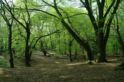 epping forest cycle route