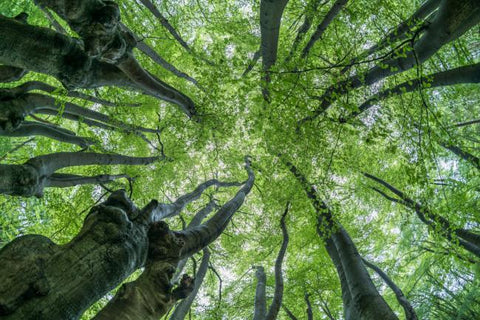 Regardant les arbres à la forêt d'Epping