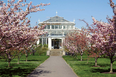 Kew Gardens fleurs de cerisier et conservatoire