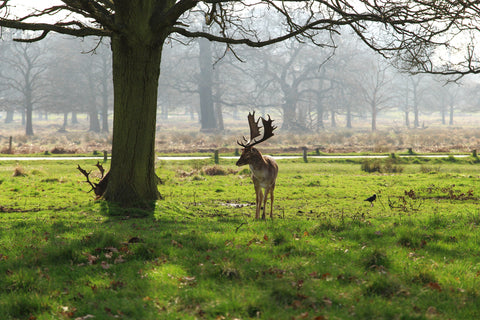 un cerf au parc richmond