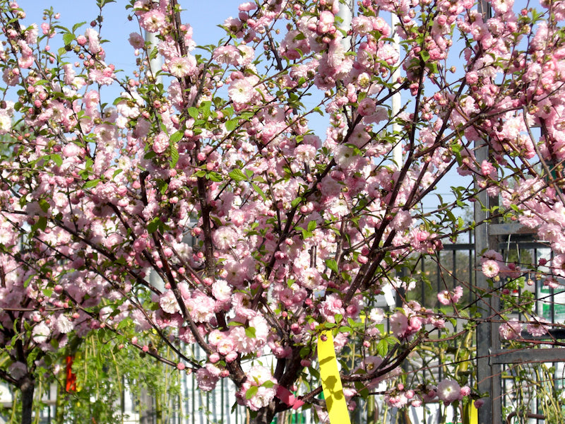 Flowering Almond Standard Knippel Garden Centre