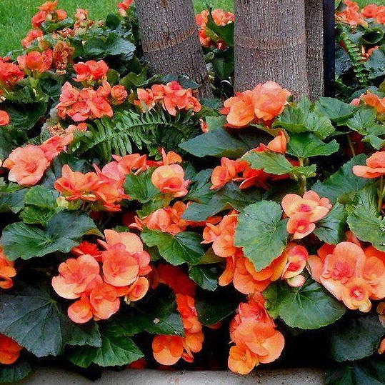 Begonia Reiger - Orange – Knippel Garden Centre