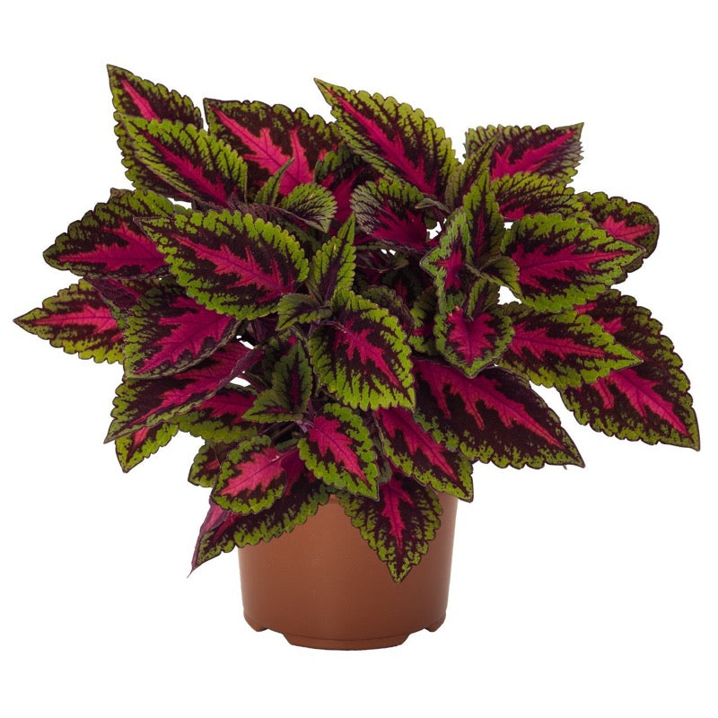 Coleus - Main Street Ruby Road – Knippel Garden Centre