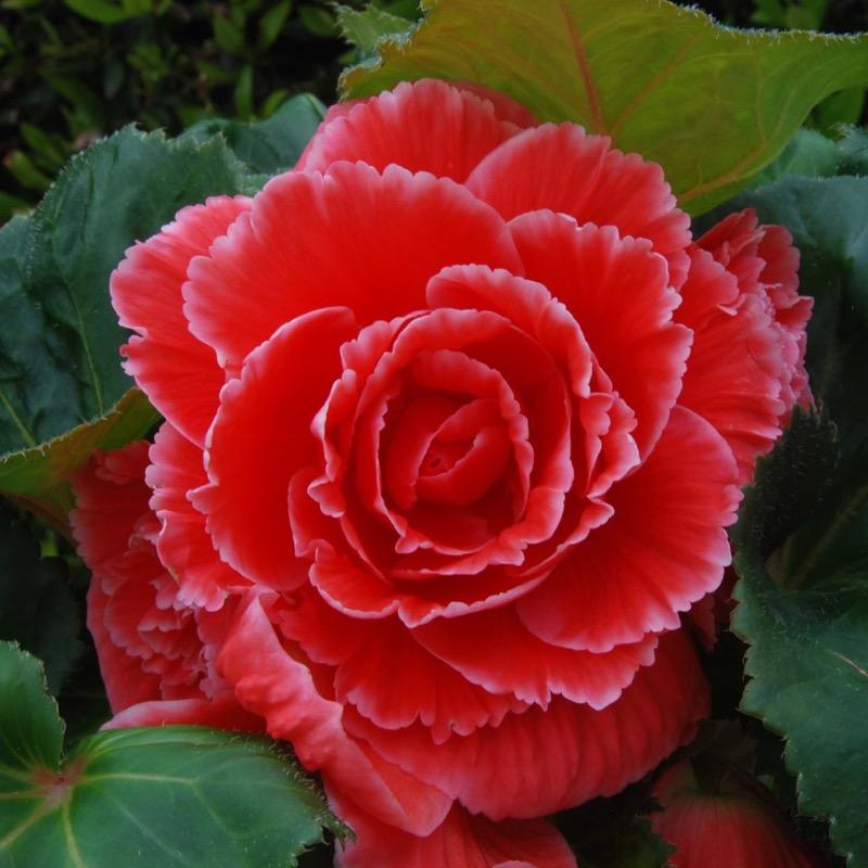 Begonia Tuberosa - Red – Knippel Garden Centre