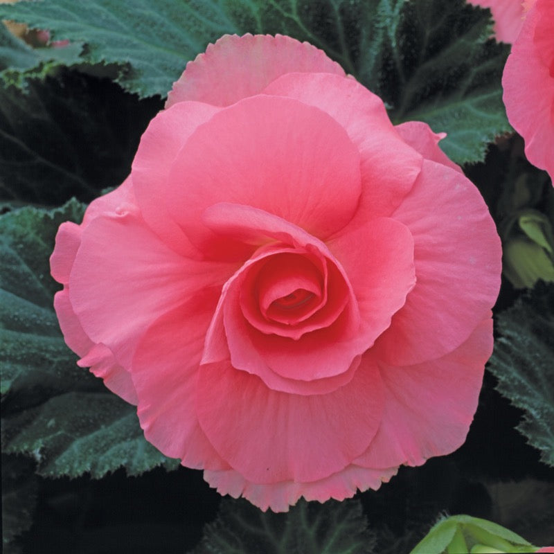 Begonia Tuberosa - Pink – Knippel Garden Centre