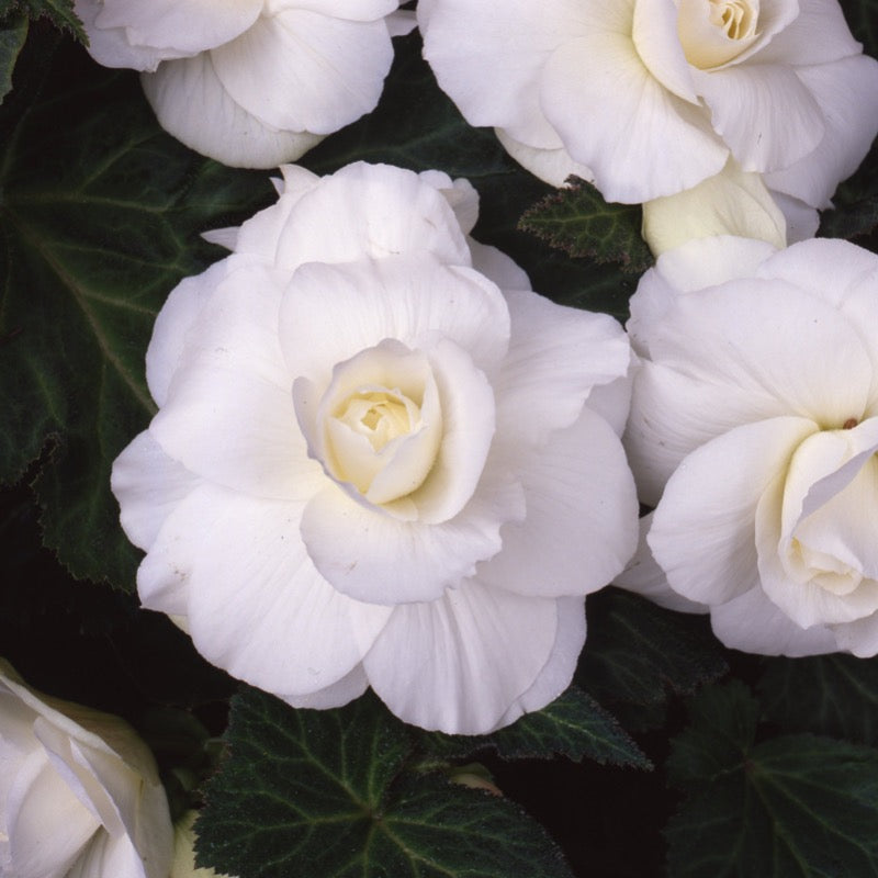 Begonia Tuberosa - White – Knippel Garden Centre