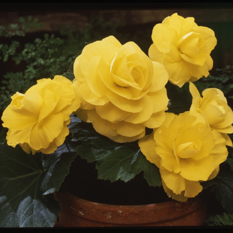 Begonia Tuberosa Yellow – Knippel Garden Centre