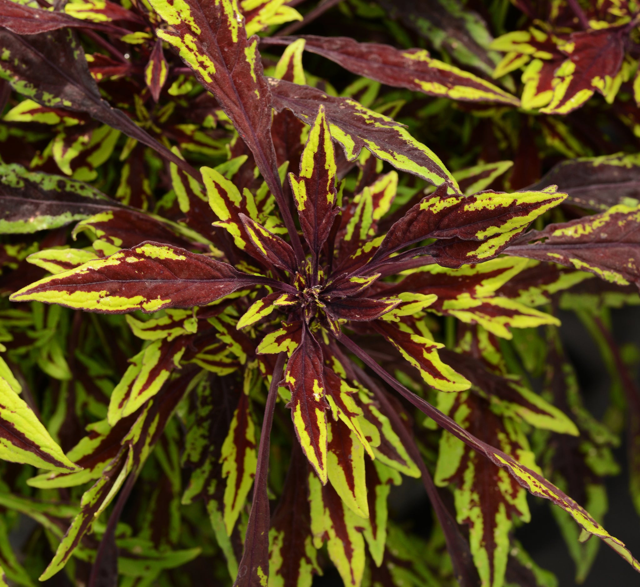 Coleus Flamethrower Chipotle In Store Pick Up Only Knippel