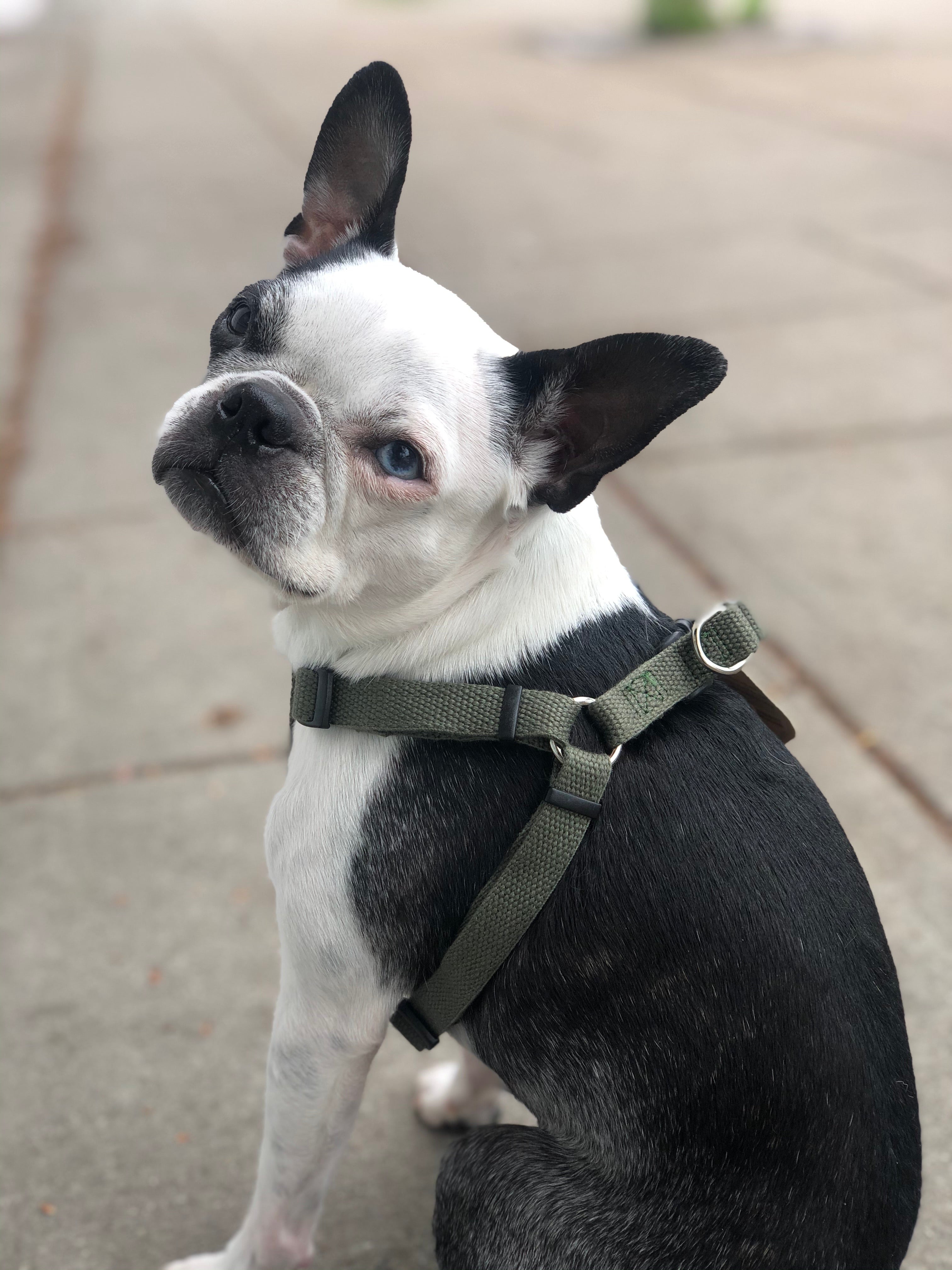 new earth dog harness