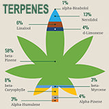 What Are Terpenes?